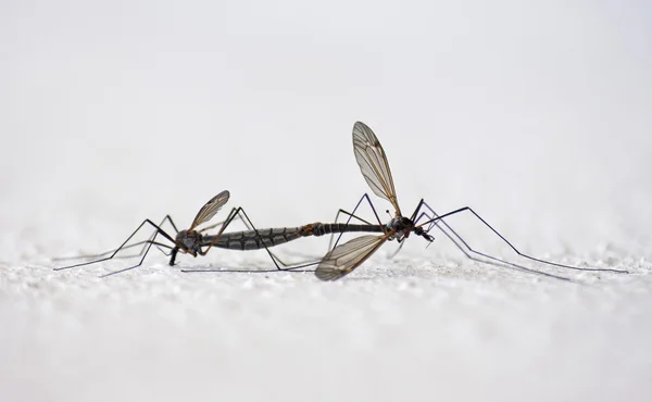 Mosquitoes — Stock Photo, Image