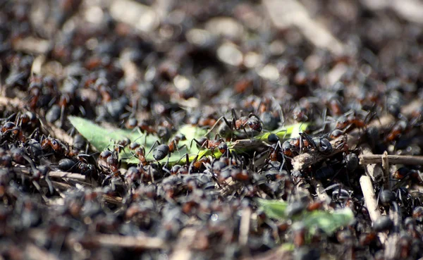 stock image Anthill, the ants carrying green leaves