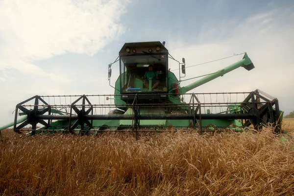 Colheita de trigo para lucro — Fotografia de Stock