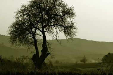 mükemmel ağacı