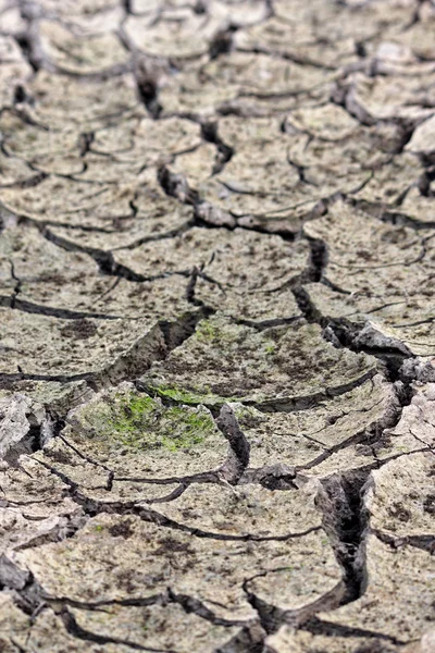 Parched land — Stock Photo, Image