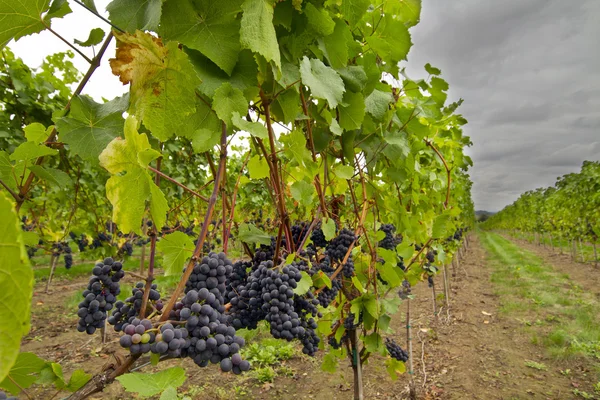 赤ワインのブドウ畑 — ストック写真