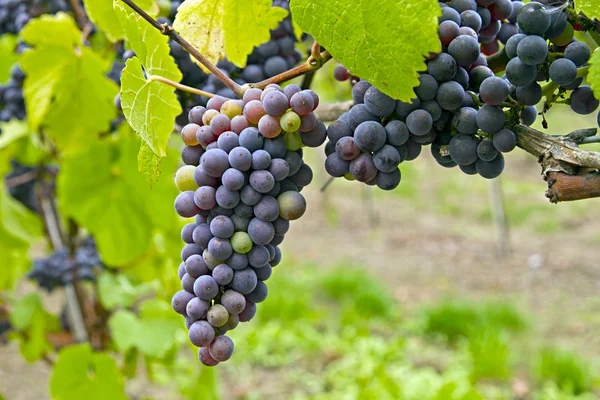 Kırmızı şarap üzüm 2 — Stok fotoğraf