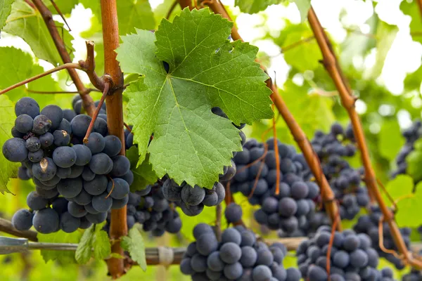 Червоні вина виноградники 3 — стокове фото