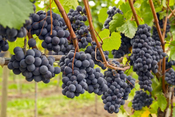 Rode wijn wijngaard 4 — Stockfoto