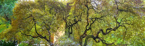 Старое японское кленовое дерево — стоковое фото