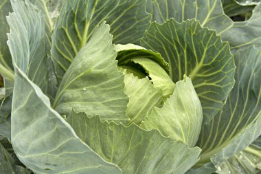 Cabbage Patch in Oregon CloseUp clipart