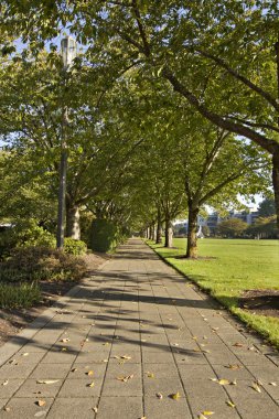 Tree Lined Walking Path clipart