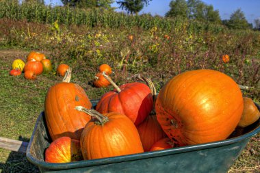 Pumpkins in Wheelbarrow clipart