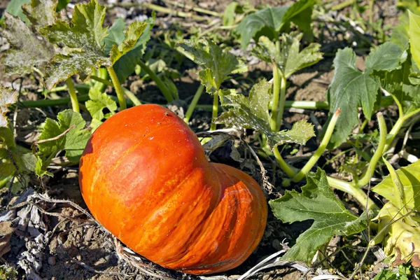 Pumpkin Patch 3 — Stock Photo, Image