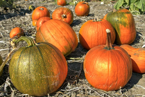 Pumpkin Patch 4 — Stock Photo, Image