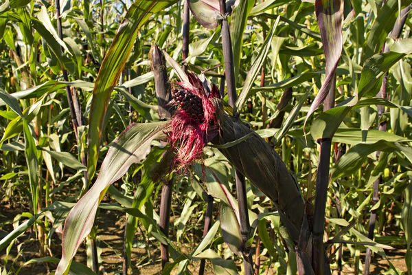 Morado fioletowy kukurydziany kukurydzy — Zdjęcie stockowe