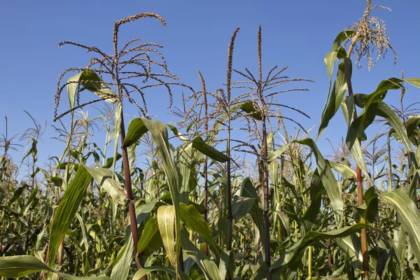 Kukurydza pole kukurydzy — Zdjęcie stockowe