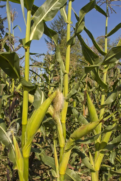 Żółty kukurydziany kukurydzy — Zdjęcie stockowe