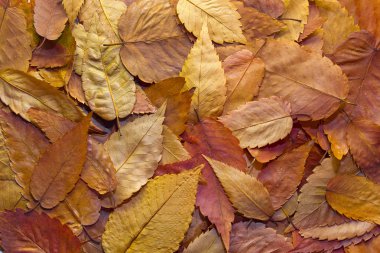 American Beech Tree Leaves Background clipart