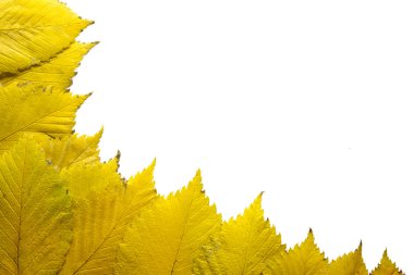 Elm Tree Leaves in Autumn Background clipart