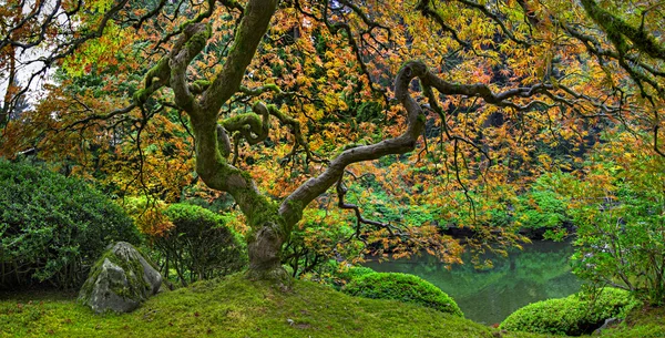 Gamla japanska röda spets blad lönn träd panorama 2 — Stockfoto