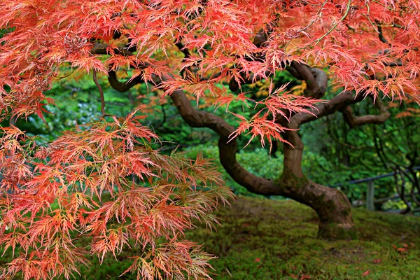 Old Japanese Red Lace Leaf Maple Tree 2 — Zdjęcie stockowe