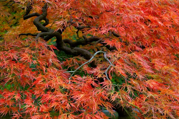 Árvore maple folha velha renda vermelha japonesa 3 — Fotografia de Stock