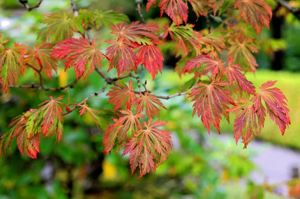 Japanese Maple Tree in Fall Colors — Stock Photo, Image