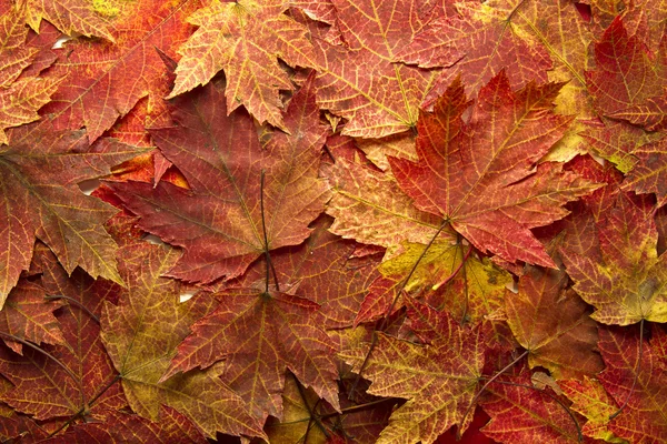 Rosso autunno acero foglie sfondo — Foto Stock