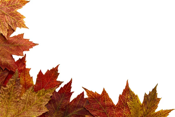 2 arka plan kırmızı akçaağaç sonbahar yaprakları — Stok fotoğraf