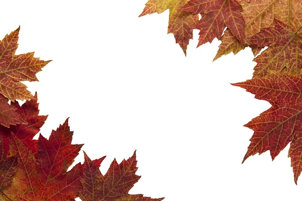 Czerwony jesień klon liście 3 — Zdjęcie stockowe