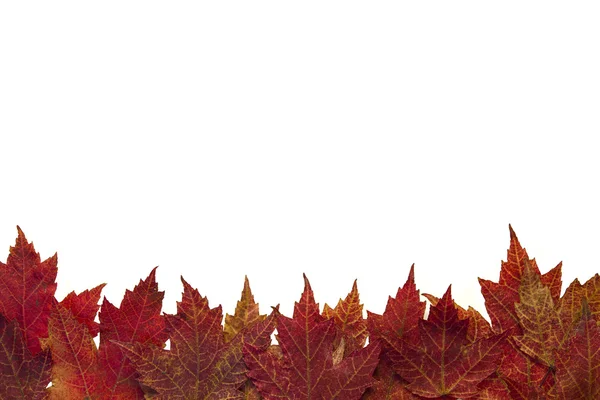 赤い秋カエデの葉の背景 4 — ストック写真