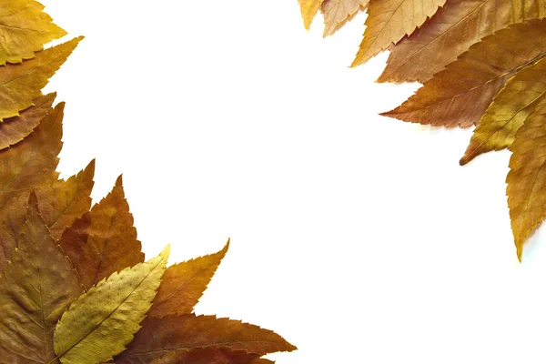 Czerwony jesień klon liście 2 — Zdjęcie stockowe
