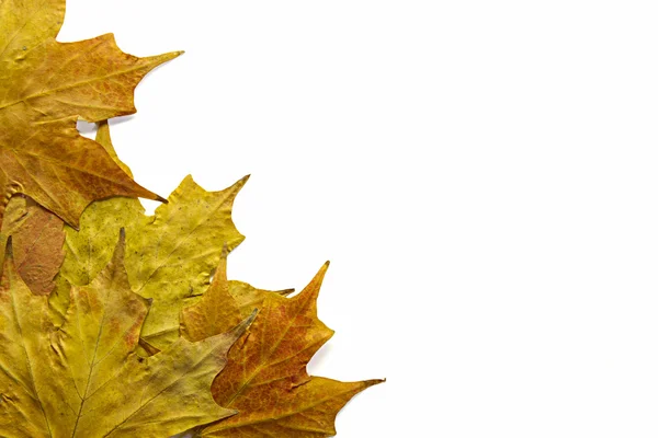 Yellow Maple Leaves Background Border — Stock Photo, Image