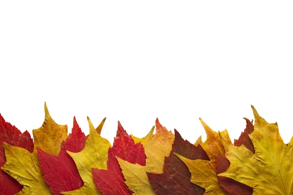 赤と黄色のカエデの葉の背景 — ストック写真