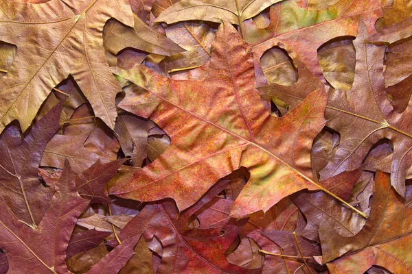 Roble rojo hojas de otoño fondo —  Fotos de Stock