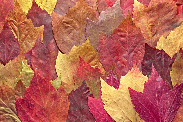 混合カエデ秋の葉の背景 — ストック写真