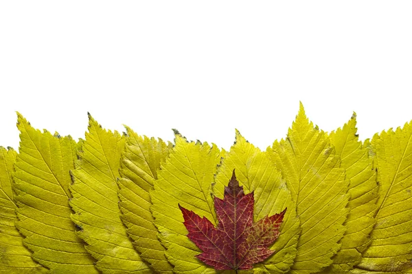 Elm Tree Leaves with Red Maple Background — Stock Photo, Image