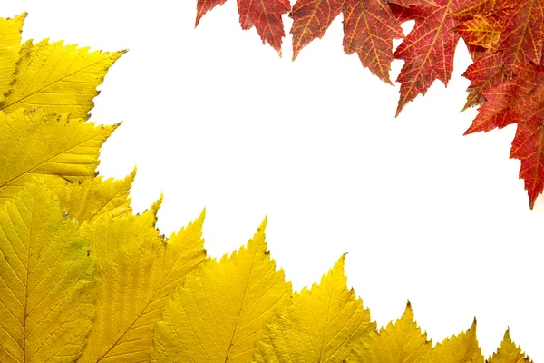 ニレ木葉を持つ赤いカエデの背景 2 — ストック写真