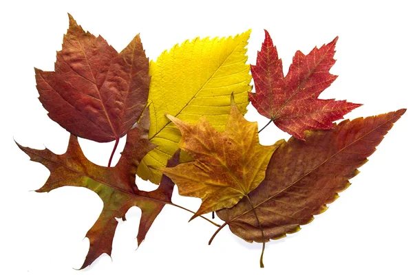 Fundo de folhas de outono misto — Fotografia de Stock
