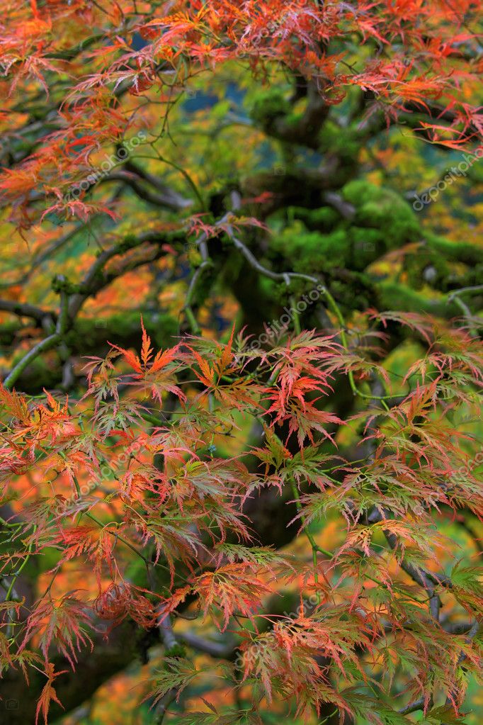 Old Japanese Red Lace Leaf Maple Tree — Stock Photo © davidgn #4082716