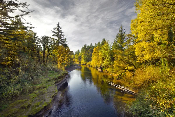 Colori autunno lungo Thomas Creek Oregon — Foto Stock