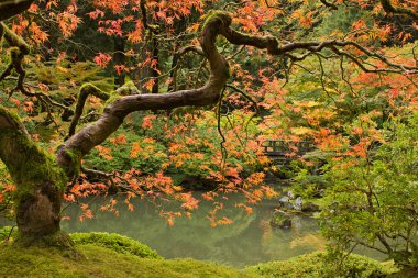 Fall Season at Japanese Garden 2 clipart