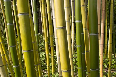 Bambu ormanı bakış 2