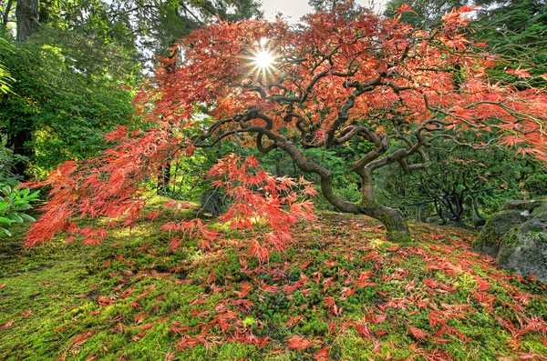 Vallende Japanse esdoorn bladeren in de herfst — Stockfoto