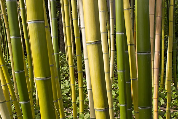 stock image Bamboo Forest Perspective 2