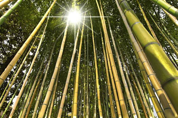Perspectiva Florestal de Bambu — Fotografia de Stock