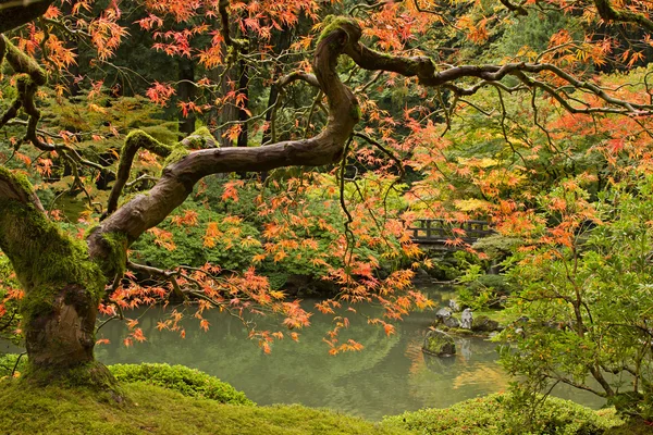 Осінній сезон на японський сад 2 Стокове Фото