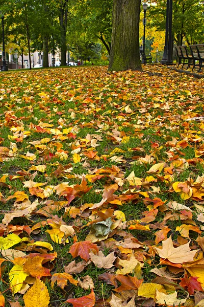 Herfstbladeren op gazon gras in het park — Stockfoto