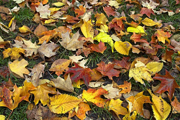 Jesienią liście na trawa trawnik — Zdjęcie stockowe