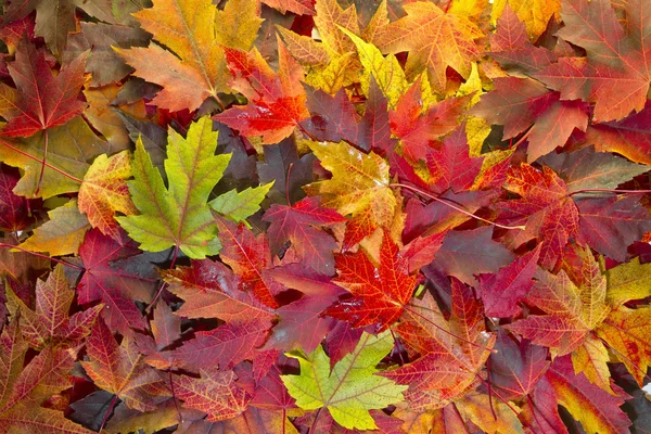 Maple Leaves Mixed Fall Colors Background 2 — Stock Photo, Image