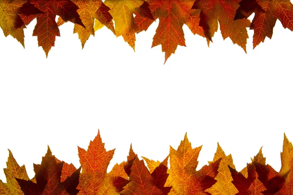 Maple Leaves Mixed Fall Colors Backlit 5 — Stock Photo, Image
