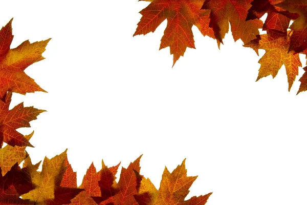 Maple Leaves Mixed Fall Colors Backlit 4 — Stock Photo, Image