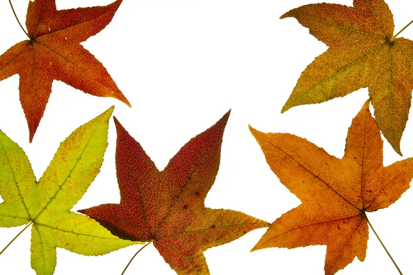 Árbol ámbar líquido hojas de otoño retroiluminado —  Fotos de Stock